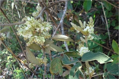 Flemingia wightiana